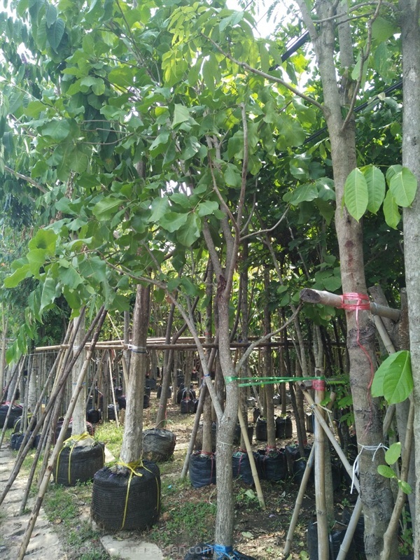 ต้นกระโดน | Burapa Garden  - เมืองปราจีนบุรี ปราจีนบุรี