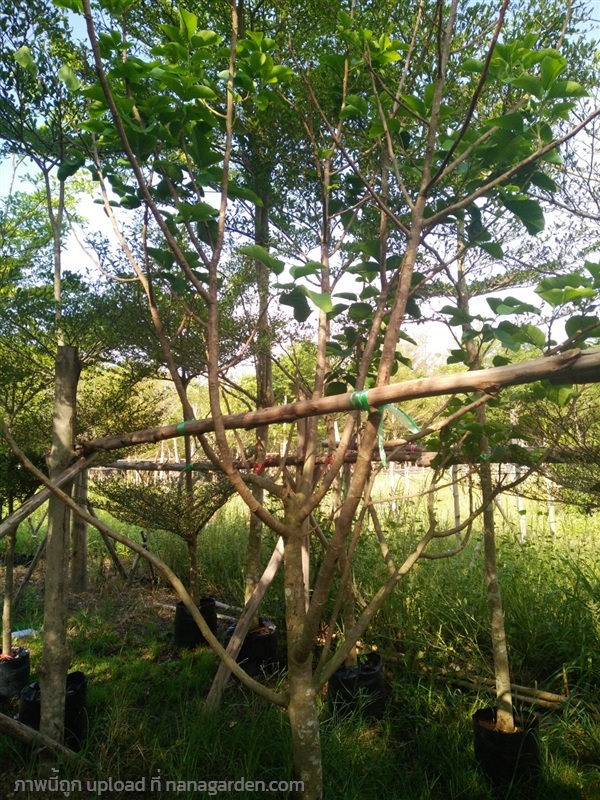 ต้นกระท้อน | Burapa Garden  - เมืองปราจีนบุรี ปราจีนบุรี