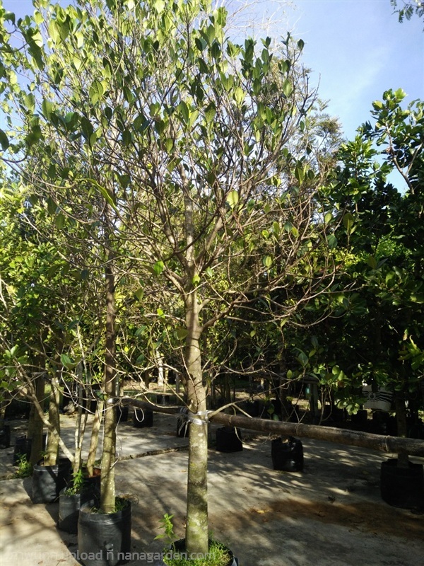 ต้นขนุนทองประเสริฐ | Burapa Garden  - เมืองปราจีนบุรี ปราจีนบุรี