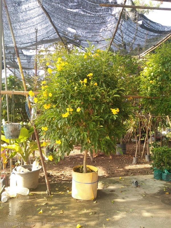 ต้นทองอุไร | Burapa Garden  - เมืองปราจีนบุรี ปราจีนบุรี