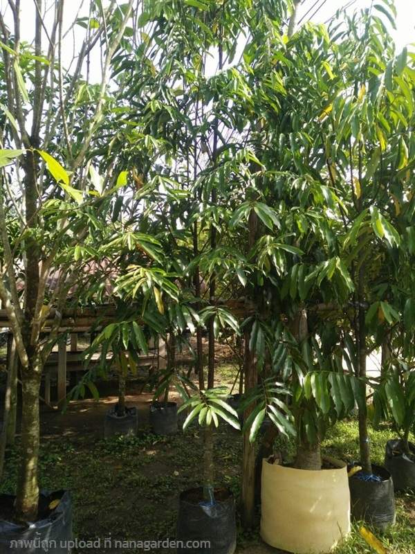 ต้นข้าวหลาม | Burapa Garden  - เมืองปราจีนบุรี ปราจีนบุรี
