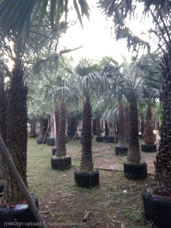 ต้นปาล์มแวกซ์ | Burapa Garden  - เมืองปราจีนบุรี ปราจีนบุรี