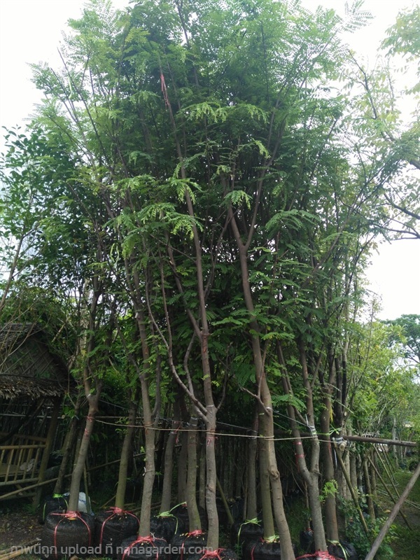 ต้นชัยพฤกษ์ | Burapa Garden  - เมืองปราจีนบุรี ปราจีนบุรี