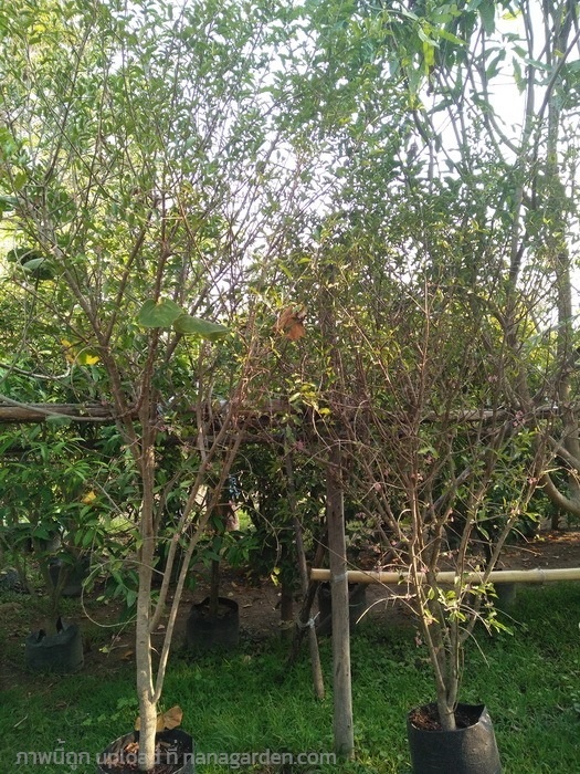 ต้นเชอรี่ | Burapa Garden  - เมืองปราจีนบุรี ปราจีนบุรี
