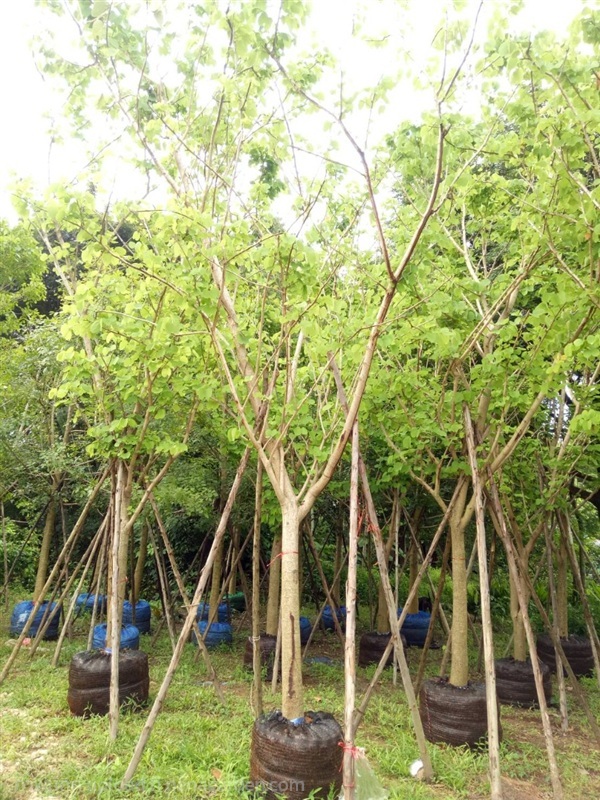 ต้นชงโค | Burapa Garden  - เมืองปราจีนบุรี ปราจีนบุรี