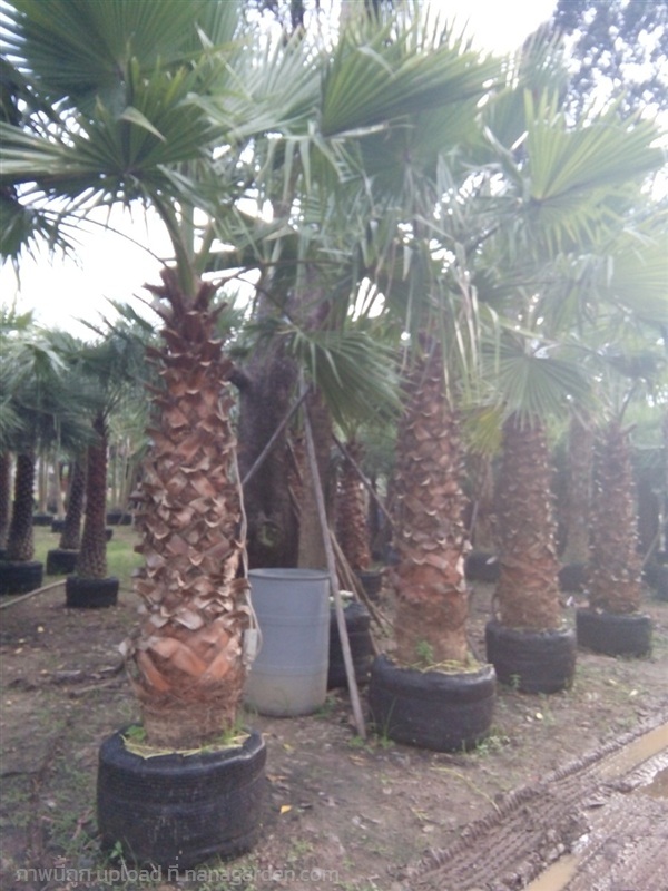 ต้นปาล์มเป็ดติโค๊ท | Burapa Garden  - เมืองปราจีนบุรี ปราจีนบุรี
