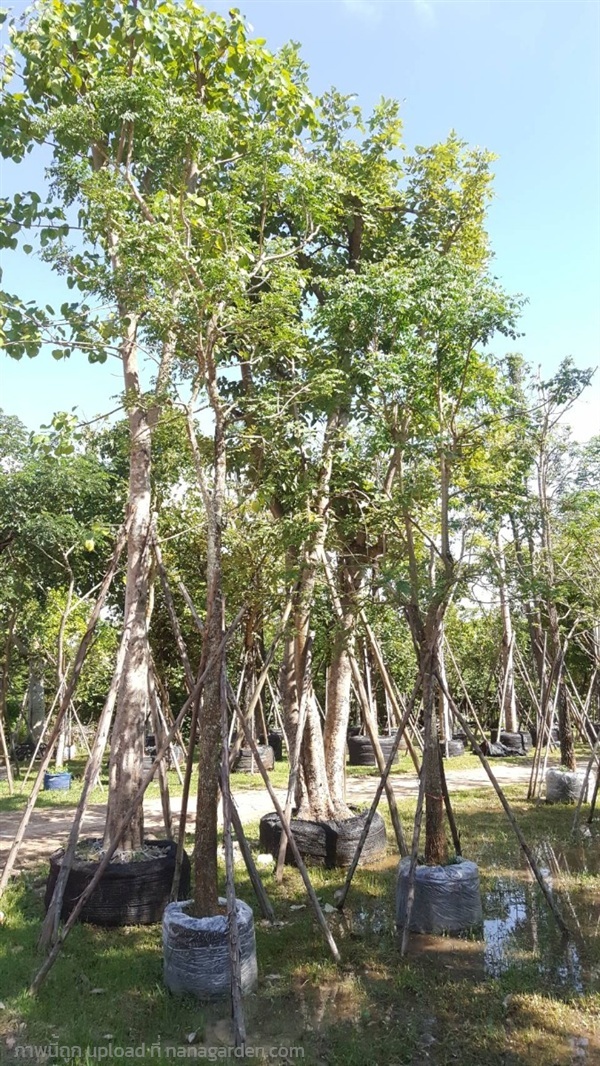 ต้นปีบขาว | Burapa Garden  - เมืองปราจีนบุรี ปราจีนบุรี