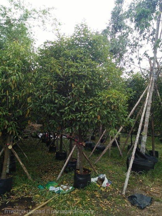 ต้นพิกุล | Burapa Garden  - เมืองปราจีนบุรี ปราจีนบุรี