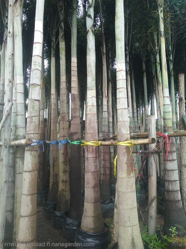 ต้นปาล์มฟอคเทล | Burapa Garden  - เมืองปราจีนบุรี ปราจีนบุรี