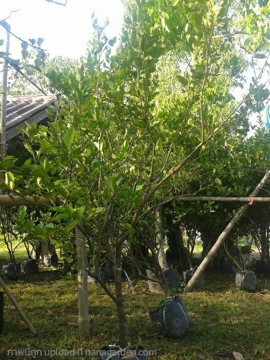 ต้นมะนาว | Burapa Garden  - เมืองปราจีนบุรี ปราจีนบุรี
