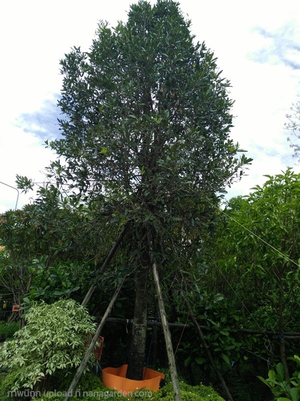 ต้นสารภี | Burapa Garden  - เมืองปราจีนบุรี ปราจีนบุรี