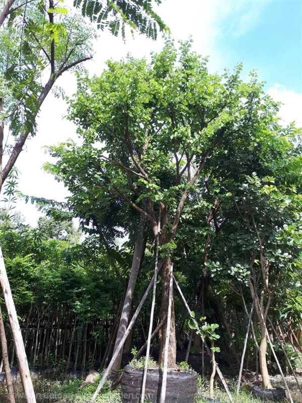 ต้นเสี้ยว | Burapa Garden  - เมืองปราจีนบุรี ปราจีนบุรี
