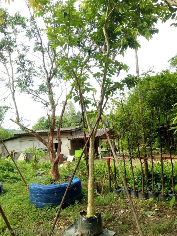 ต้นอินทนิล | Burapa Garden  - เมืองปราจีนบุรี ปราจีนบุรี