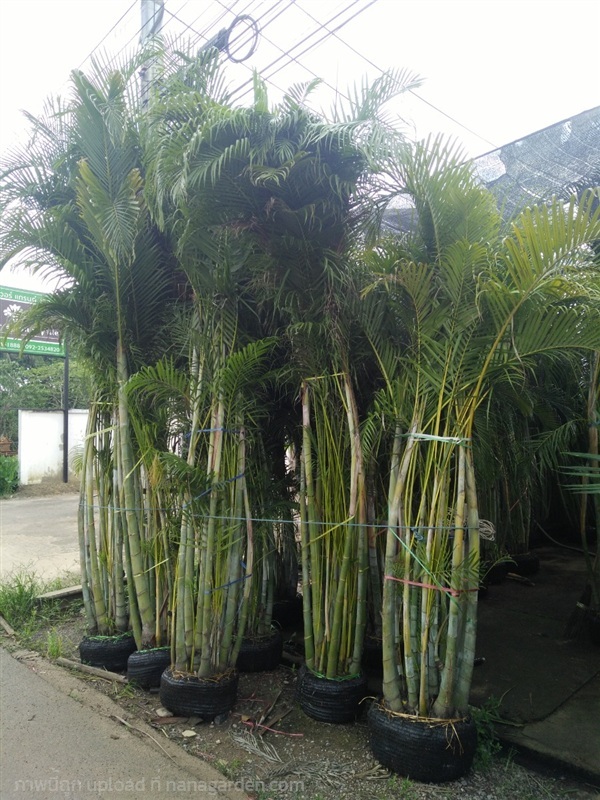 ต้นหมากเหลือง | Burapa Garden  - เมืองปราจีนบุรี ปราจีนบุรี