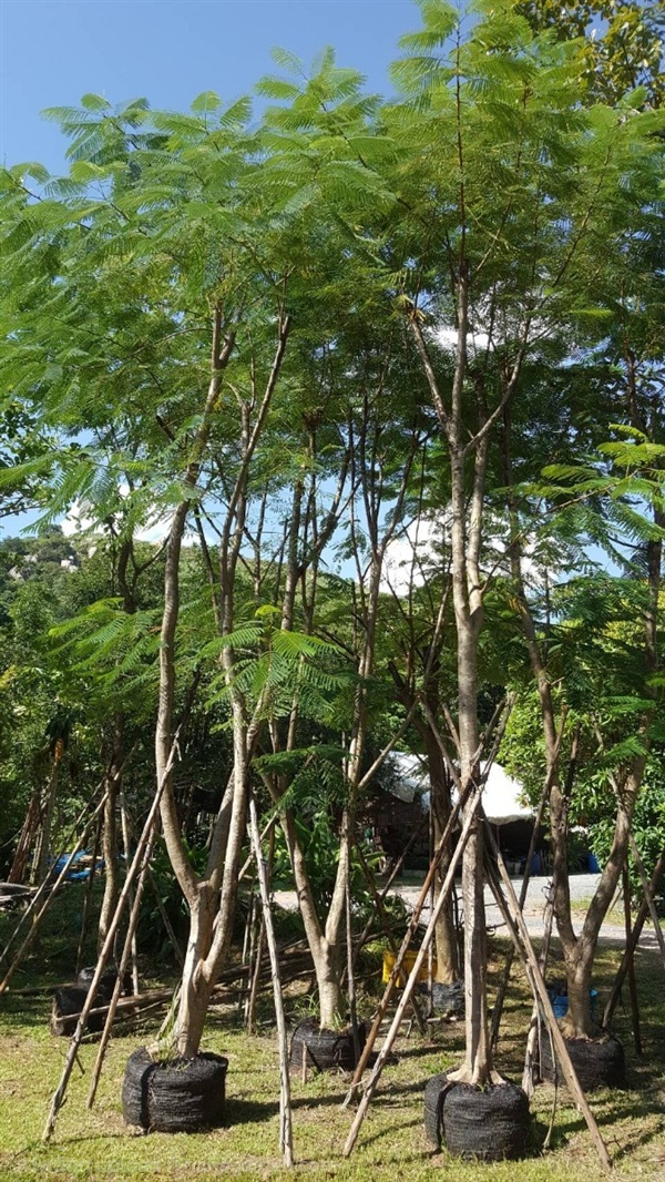 ต้นหางนกยูง | Burapa Garden  - เมืองปราจีนบุรี ปราจีนบุรี