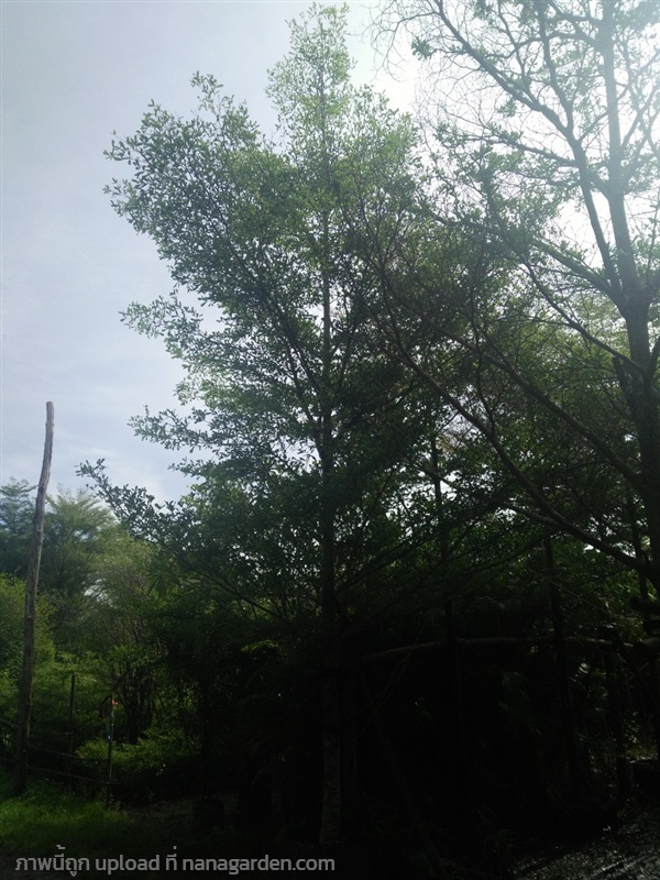 ต้นหูกระจง | Burapa Garden  - เมืองปราจีนบุรี ปราจีนบุรี