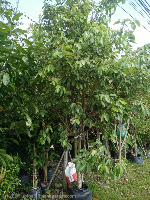 ต้นอบเชย | Burapa Garden  - เมืองปราจีนบุรี ปราจีนบุรี