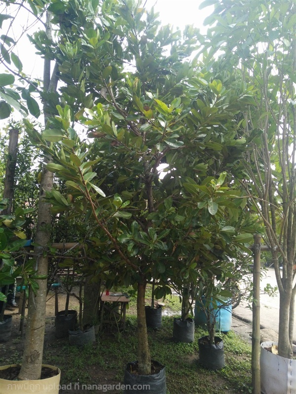ต้นกระทิง | Burapa Garden  - เมืองปราจีนบุรี ปราจีนบุรี