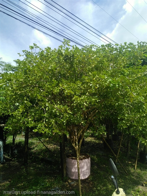 ต้นแก้วเจ้าจอม | Burapa Garden  - เมืองปราจีนบุรี ปราจีนบุรี