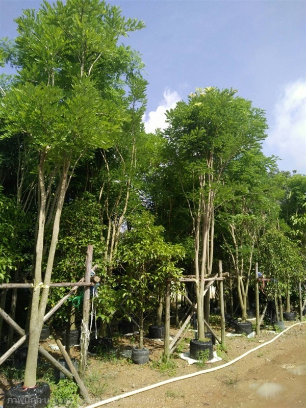 ต้นกระพี้จั่น | Burapa Garden  - เมืองปราจีนบุรี ปราจีนบุรี