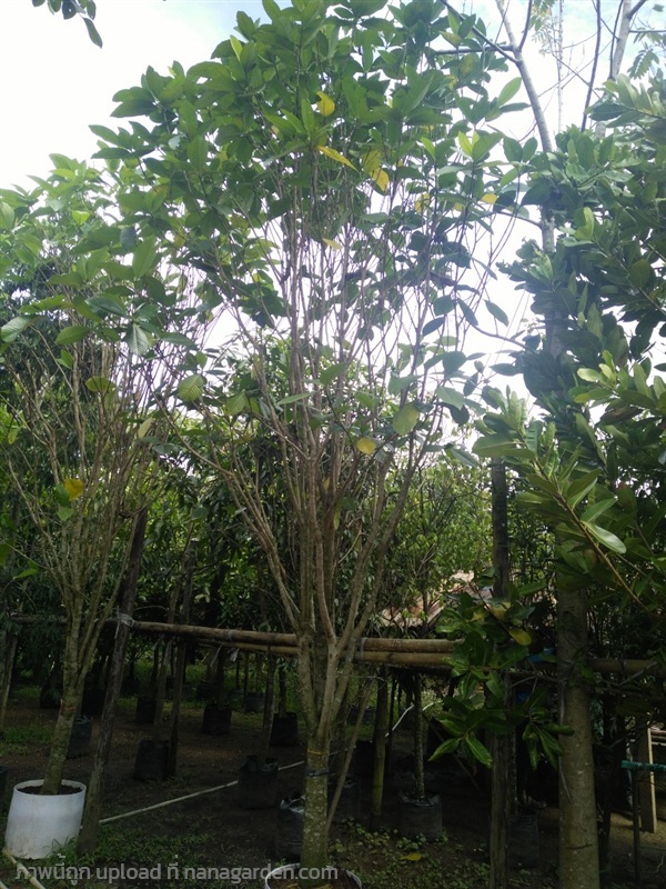 ต้นคำมอกหลวง | Burapa Garden  - เมืองปราจีนบุรี ปราจีนบุรี