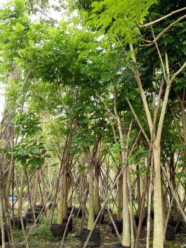 ต้นแคแสด | Burapa Garden  - เมืองปราจีนบุรี ปราจีนบุรี