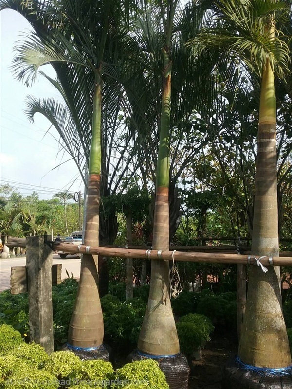 ต้นปาล์มขวด | Burapa Garden  - เมืองปราจีนบุรี ปราจีนบุรี