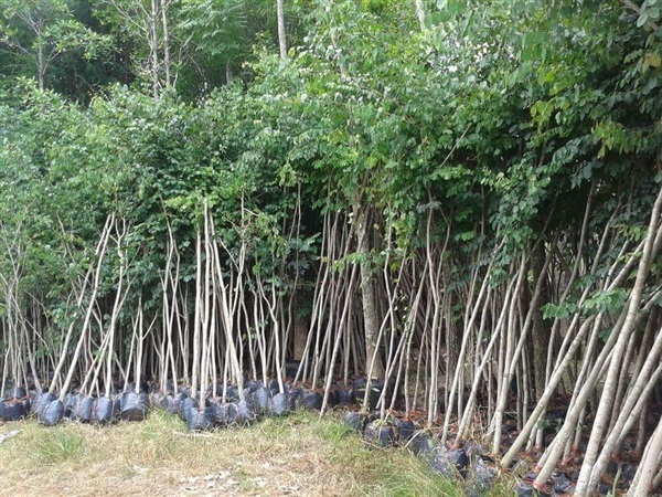 ต้นพะยุง | Burapa Garden  - เมืองปราจีนบุรี ปราจีนบุรี