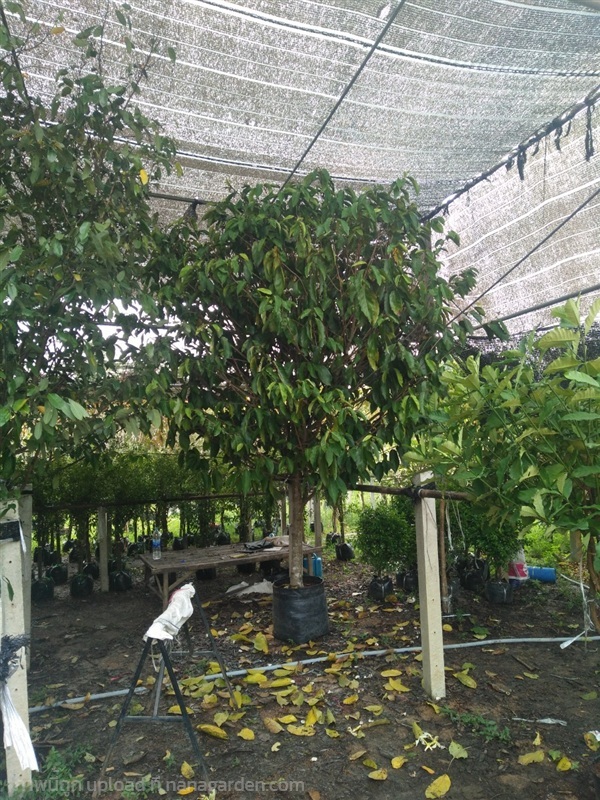 ต้นมหาพรหม | Burapa Garden  - เมืองปราจีนบุรี ปราจีนบุรี