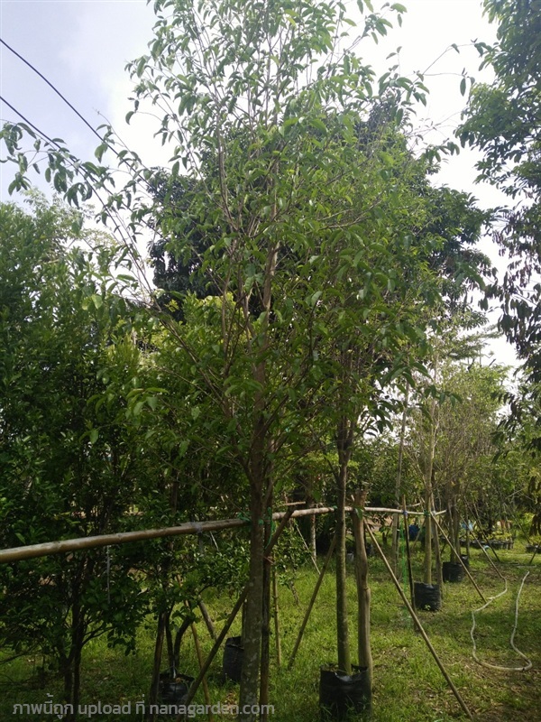 ต้นกฤษณา | Burapa Garden  - เมืองปราจีนบุรี ปราจีนบุรี