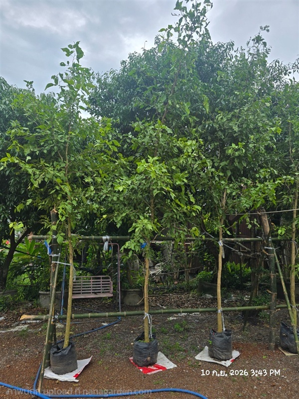 มะตูมไข่2" | สวนป้านิตย์ ปราจีนบุรี - เมืองปราจีนบุรี ปราจีนบุรี