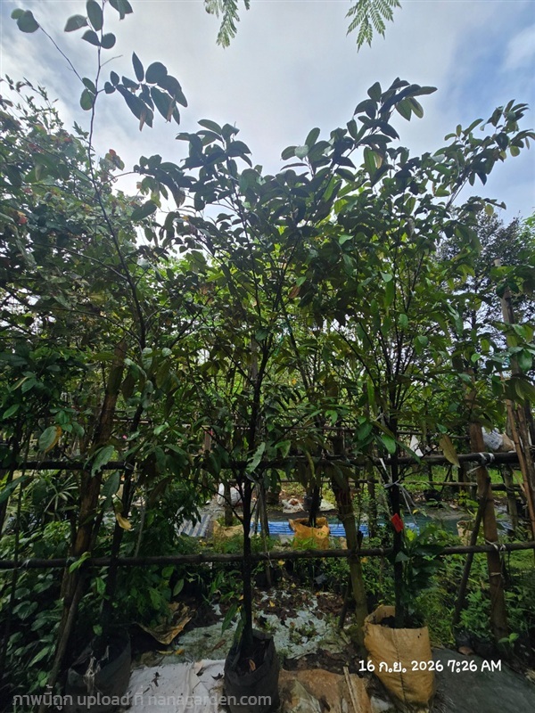 แอปเปิ้ลสตาร์2" | สวนป้านิตย์ ปราจีนบุรี - เมืองปราจีนบุรี ปราจีนบุรี