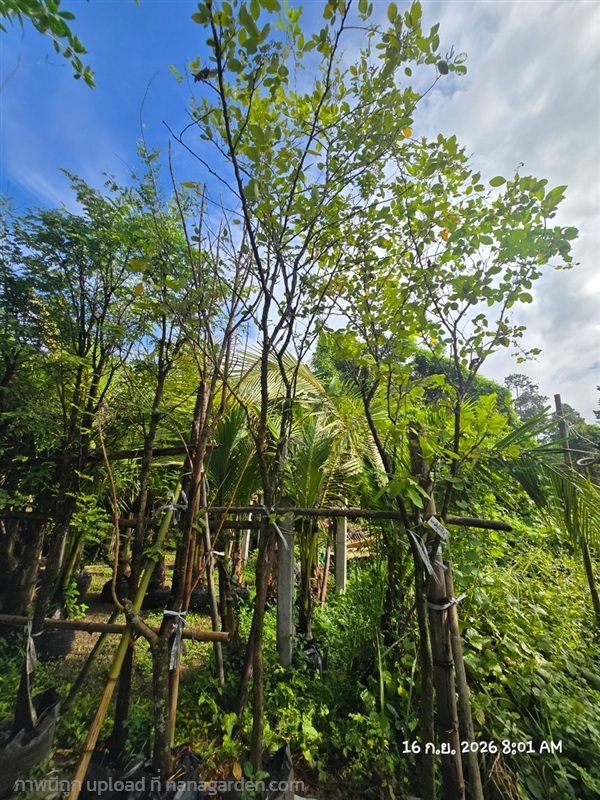 ต้นชะแมบหรือทองนพเก้า 2" กำลังแตกใบใหม่ | สวนป้านิตย์ ปราจีนบุรี - เมืองปราจีนบุรี ปราจีนบุรี