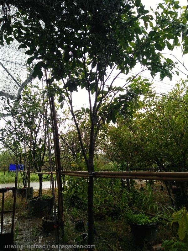ต้นโศกสะปัน | Burapa Garden  - เมืองปราจีนบุรี ปราจีนบุรี