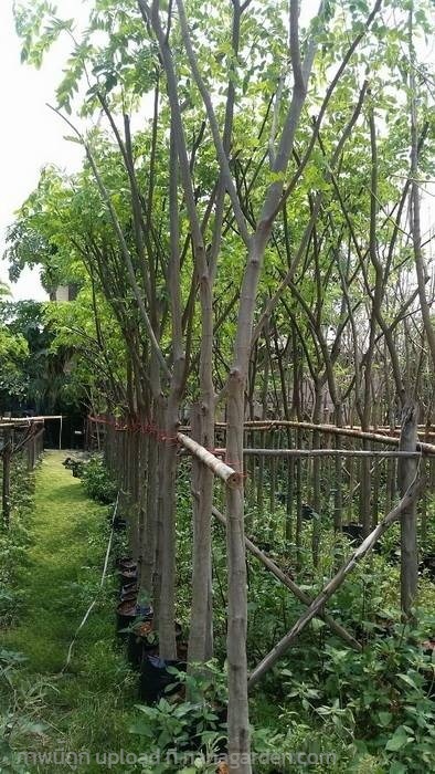 ต้นขี้เหล็ก | Burapa Garden  - เมืองปราจีนบุรี ปราจีนบุรี