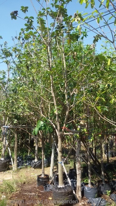 ต้นคอร์เดีย | Burapa Garden  - เมืองปราจีนบุรี ปราจีนบุรี