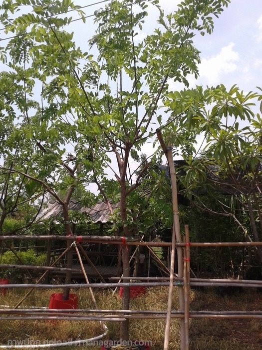 ต้นคูนชมพู | Burapa Garden  - เมืองปราจีนบุรี ปราจีนบุรี