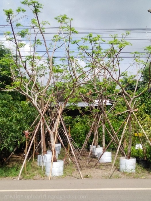 ต้นคูนสายรุ้ง | Burapa Garden  - เมืองปราจีนบุรี ปราจีนบุรี