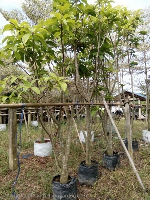 ต้นจิกมุจลิน | Burapa Garden  - เมืองปราจีนบุรี ปราจีนบุรี