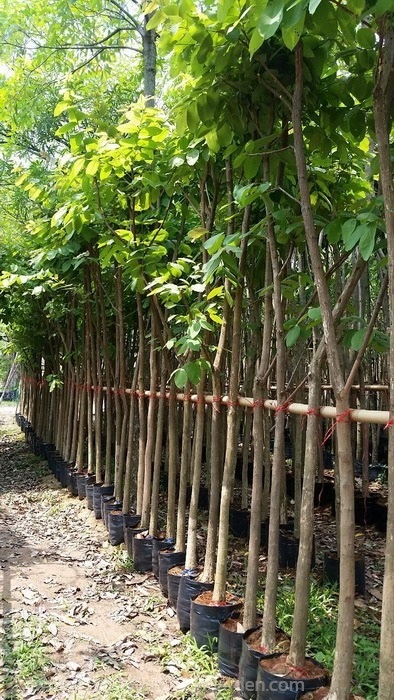 ต้นเสลา | Burapa Garden  - เมืองปราจีนบุรี ปราจีนบุรี