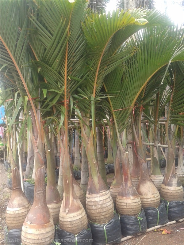 ต้นปาล์มแชมเปญ | Burapa Garden  - เมืองปราจีนบุรี ปราจีนบุรี