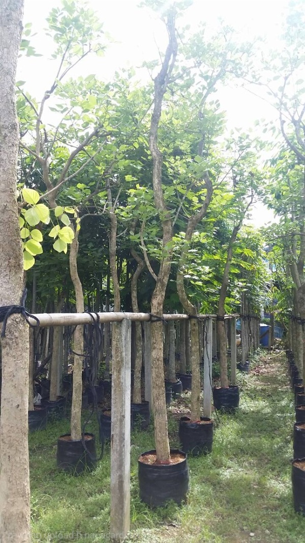 ต้นทองกวาว | Burapa Garden  - เมืองปราจีนบุรี ปราจีนบุรี