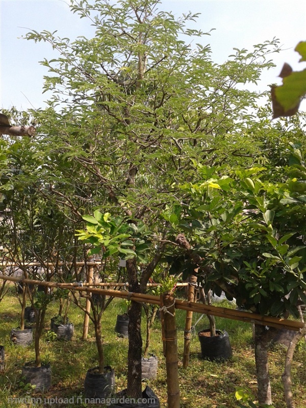 ต้นมะขาม | Burapa Garden  - เมืองปราจีนบุรี ปราจีนบุรี