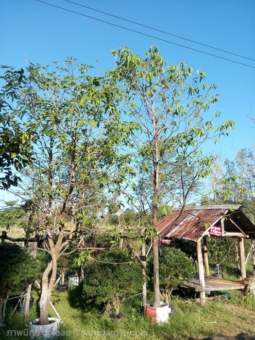 ต้นพยอม | Burapa Garden  - เมืองปราจีนบุรี ปราจีนบุรี