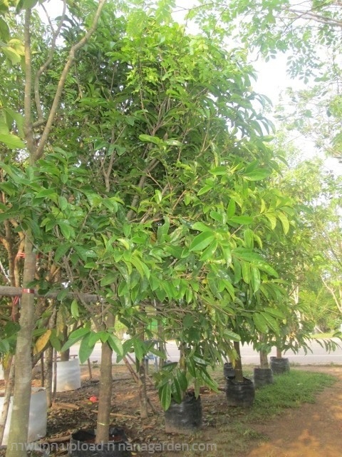 ต้นทุเรียนเทศ | Burapa Garden  - เมืองปราจีนบุรี ปราจีนบุรี