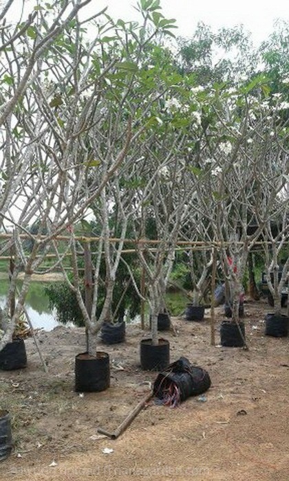 ต้นลีลาวดี | Burapa Garden  - เมืองปราจีนบุรี ปราจีนบุรี