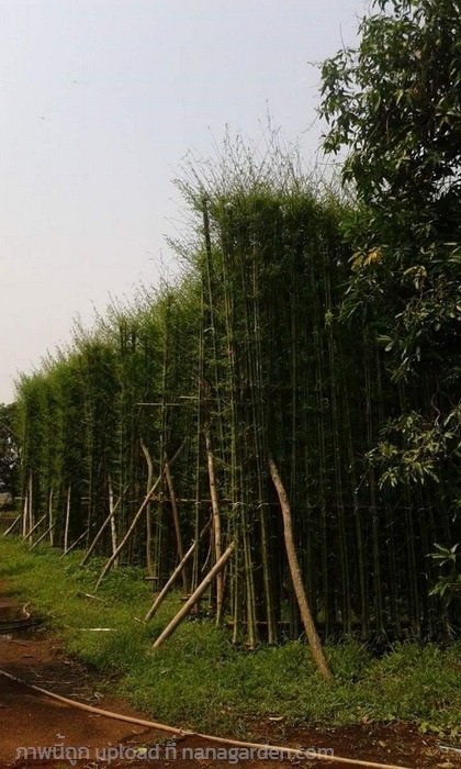 ต้นไผ่เลี้ยง | Burapa Garden  - เมืองปราจีนบุรี ปราจีนบุรี