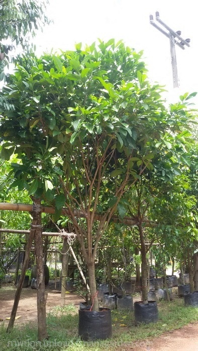 ต้นพุดภูเก็ต | Burapa Garden  - เมืองปราจีนบุรี ปราจีนบุรี
