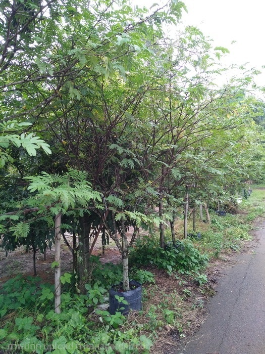 ต้นพู่นายพล | Burapa Garden  - เมืองปราจีนบุรี ปราจีนบุรี