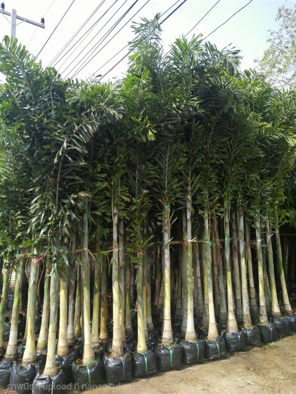 ต้นปาล์มฟอคเทล | Burapa Garden  - เมืองปราจีนบุรี ปราจีนบุรี